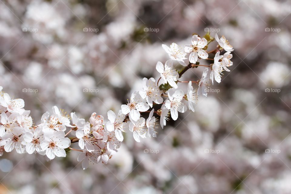 Cherry blossoming at outdoors