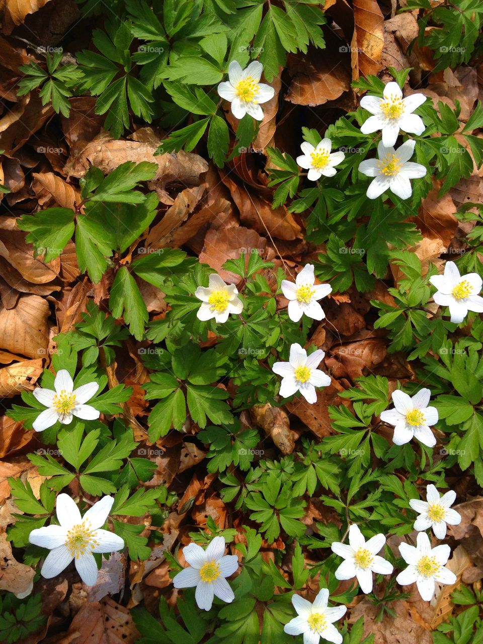 White anemone flowers