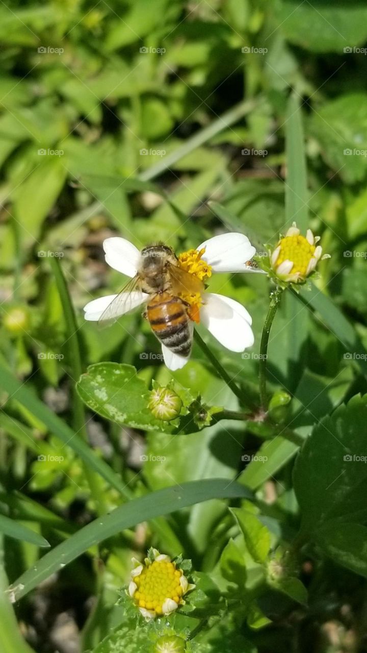 Feeding time for a bee