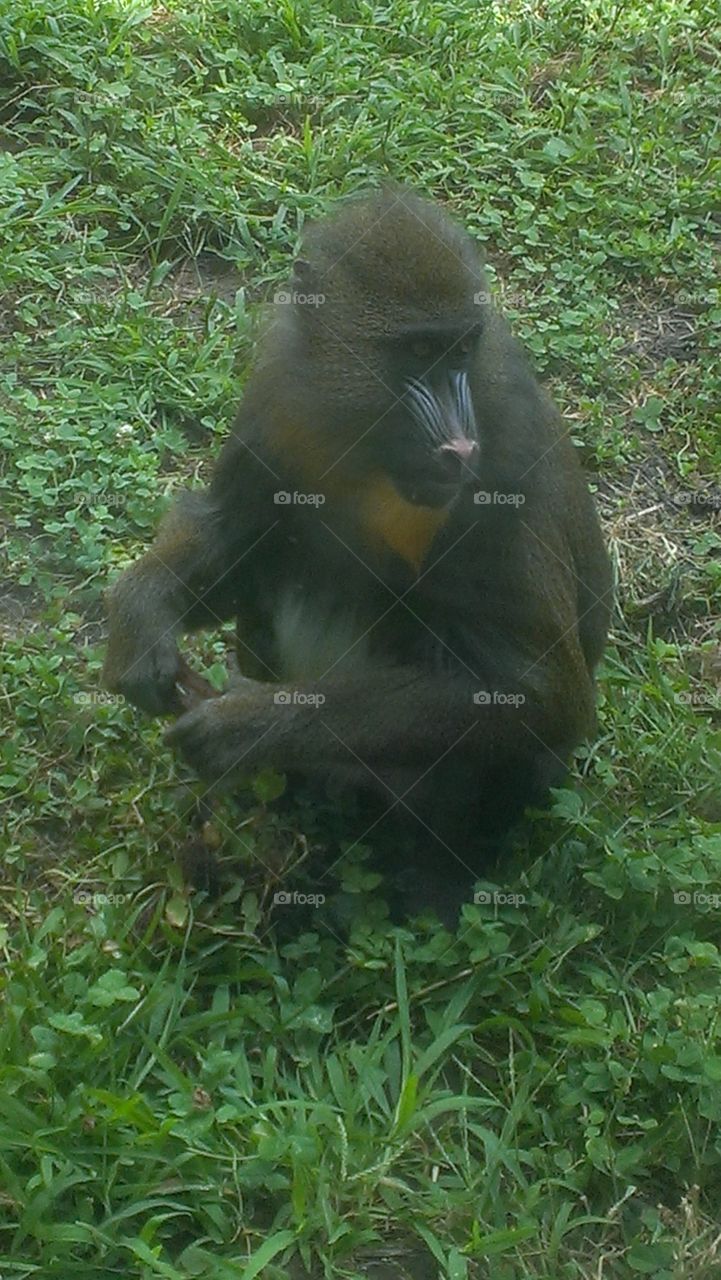 Monkey, Primate, Wildlife, Ape, Mammal