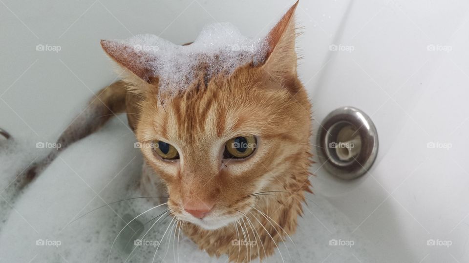 Tiger gets his bath