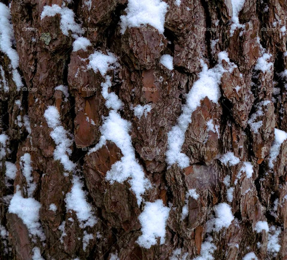 Snowy Tree Bark