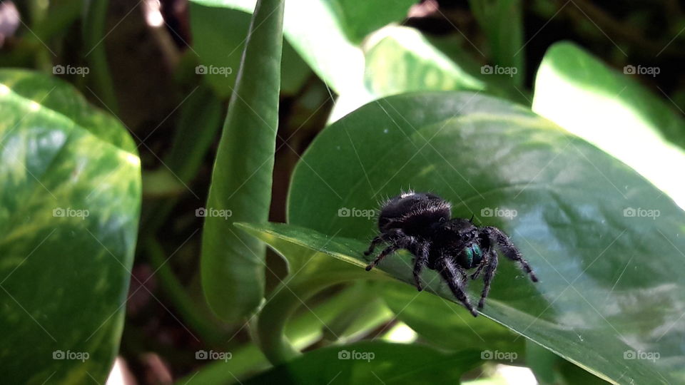 Harriette the Spider