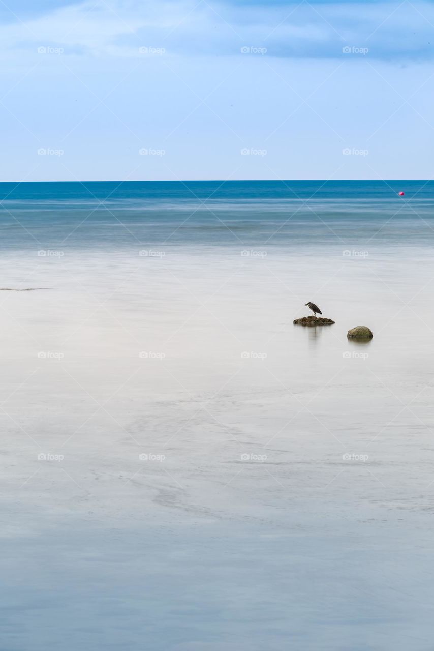 A bird wait to see fish in shore