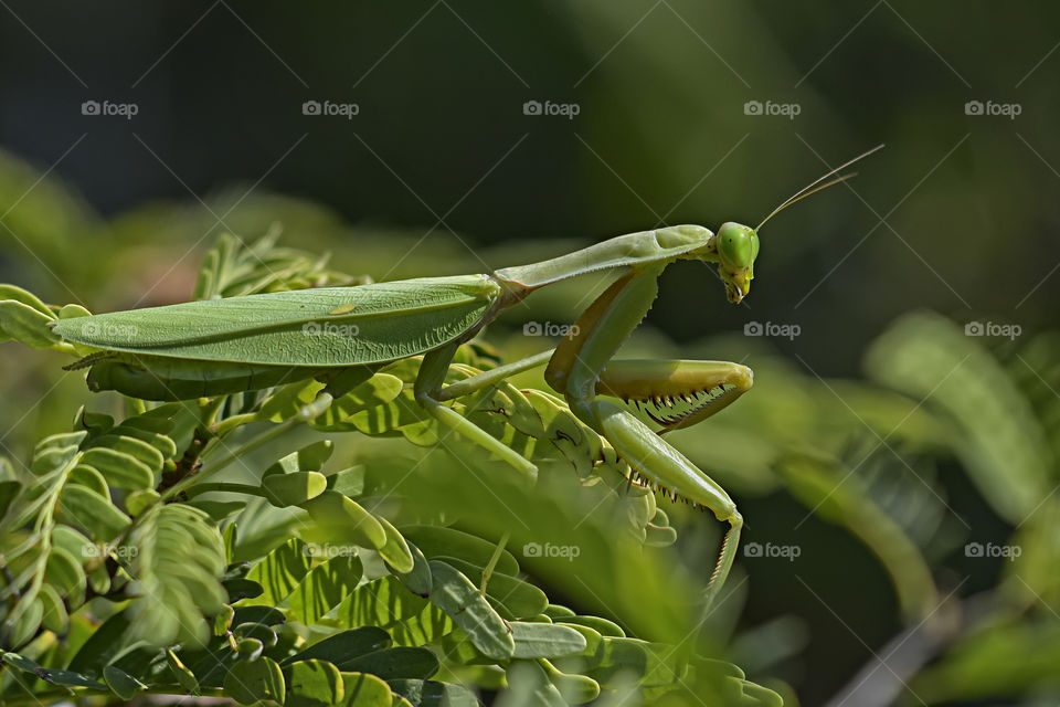 the Mantis