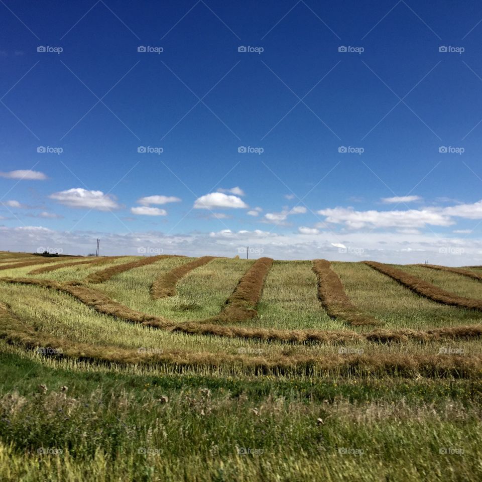 Driving by the fields during harvest is mesmerizing watching the wheat piled up into massive geometric shapes. 