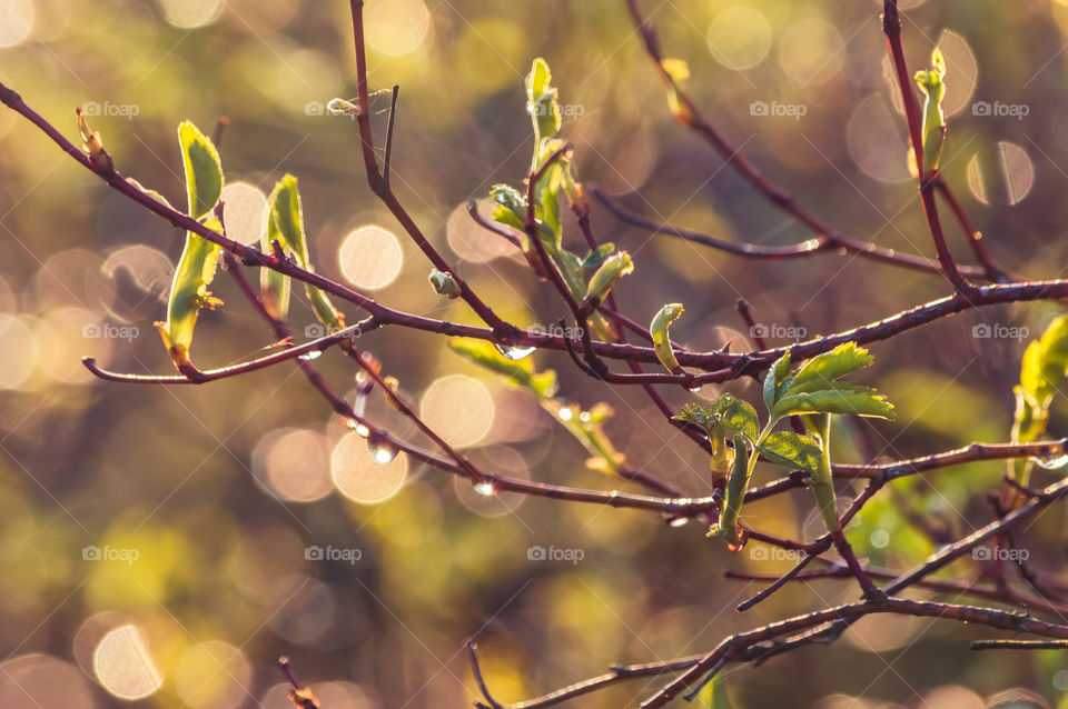 Drops of dew in the morning