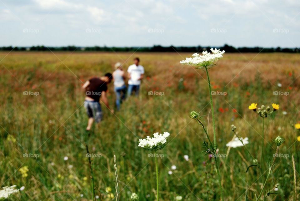 Wild flowers on the field 