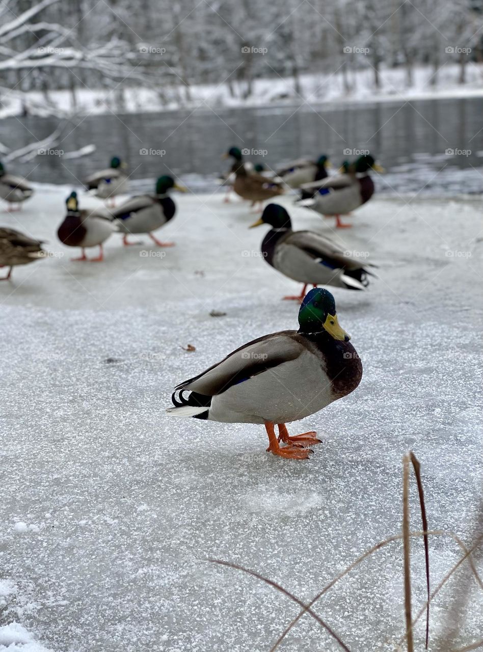 Winter mallards 