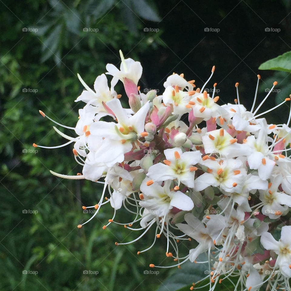 California buckeye near Berkeley, California