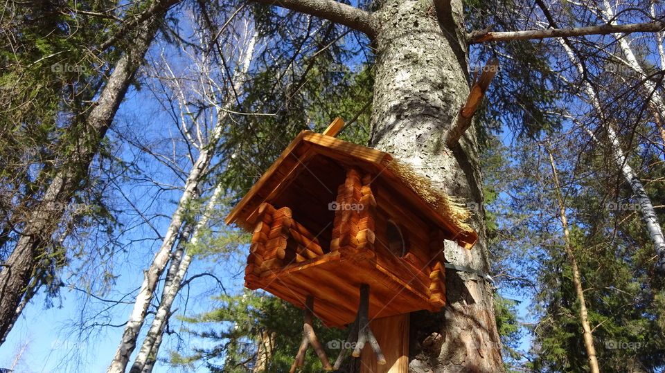 bird feeder on chicken legs