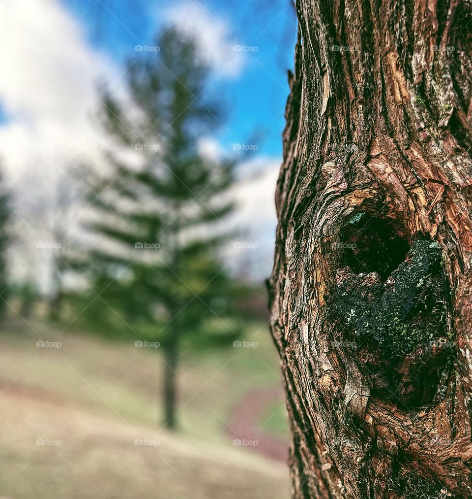 Trees in United States Parks, trees in national parks of the USA, portrait of a tree, hiking in the USA, trees of the Midwest, close up of a tree trunk in a national park, details of a tree, nature portrait, portraying the beauty of the United States