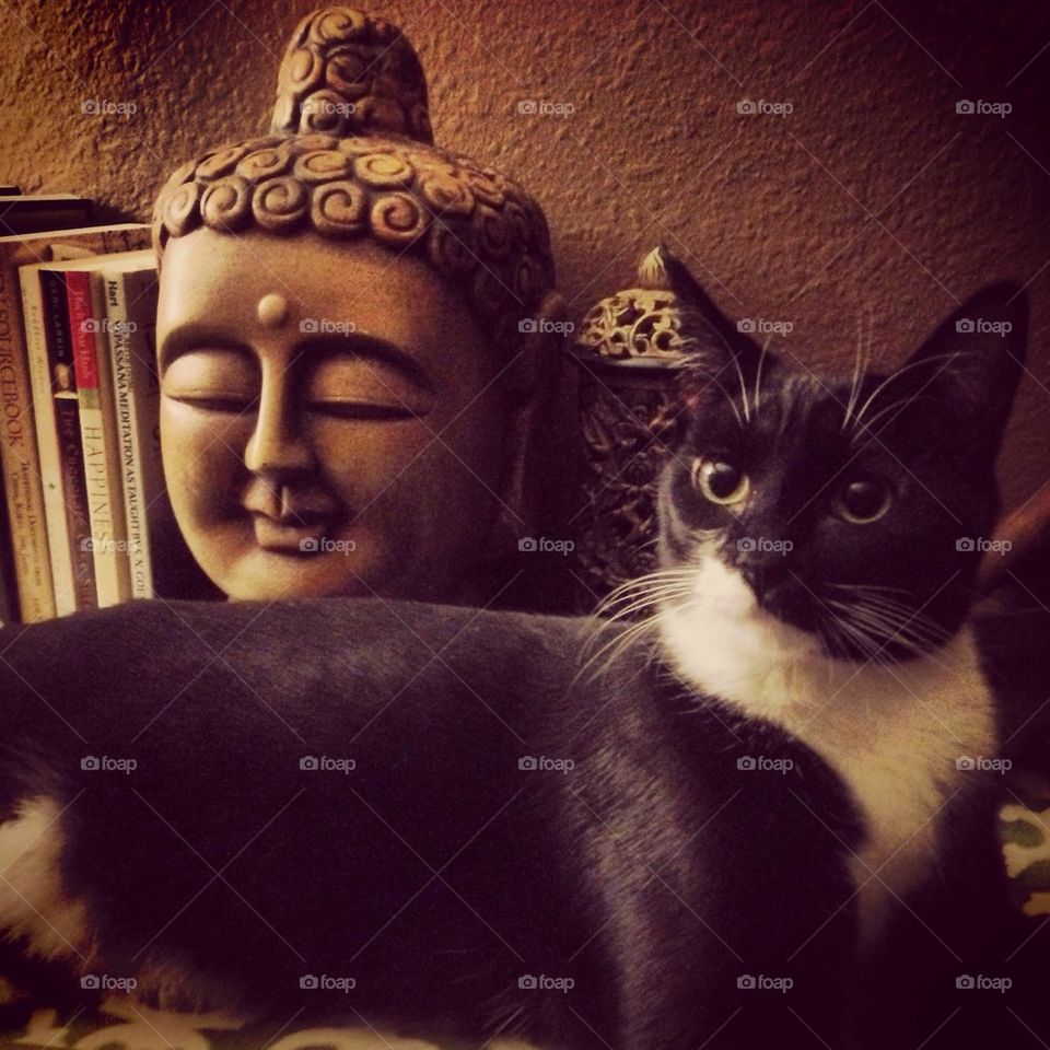 Buddha Cat