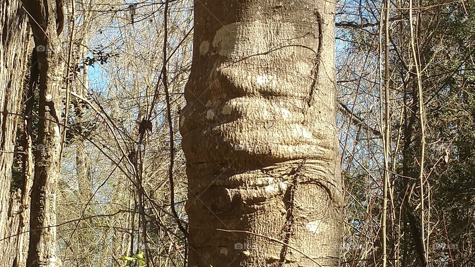 Tree, Wood, Bark, Trunk, Nature