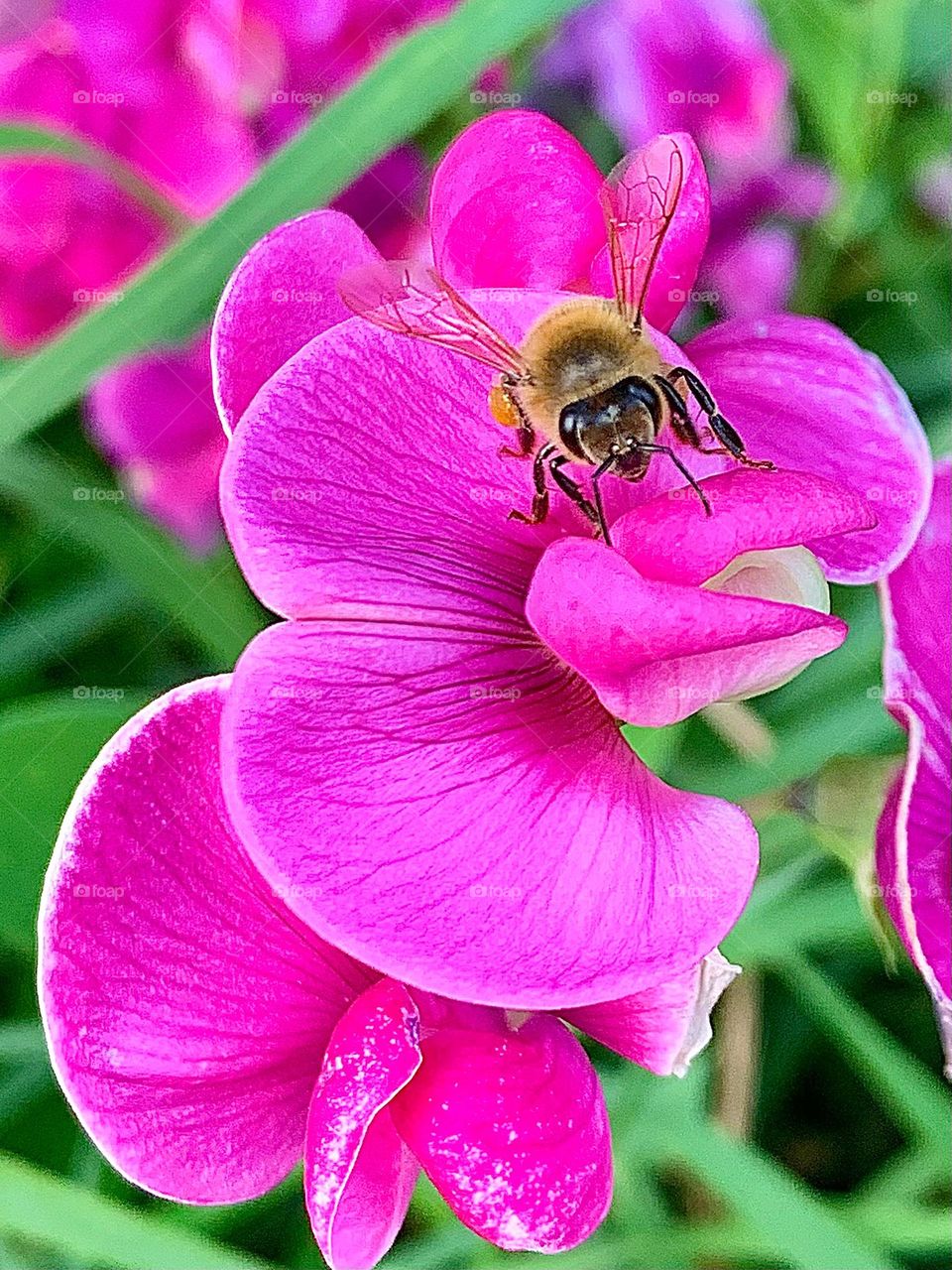 Bee on a Flower