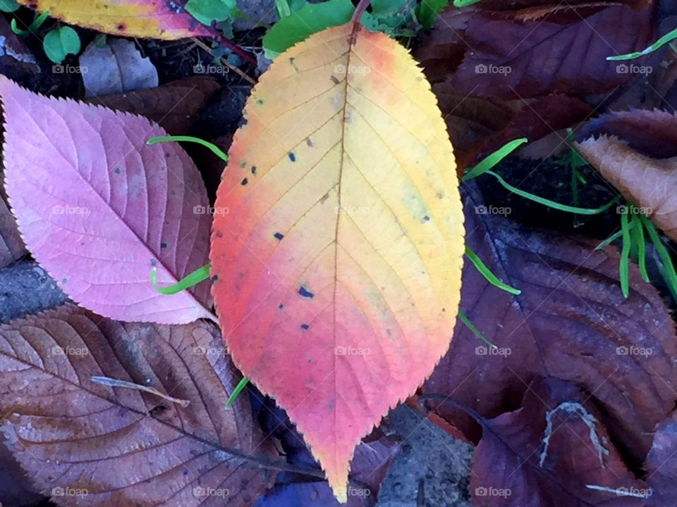 Autumn colour ~ yellow and red coloured  leave