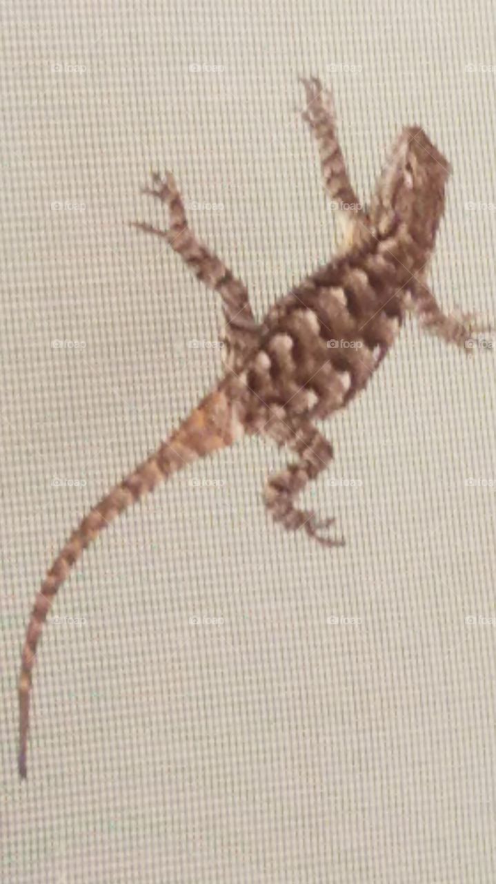 back door lizard