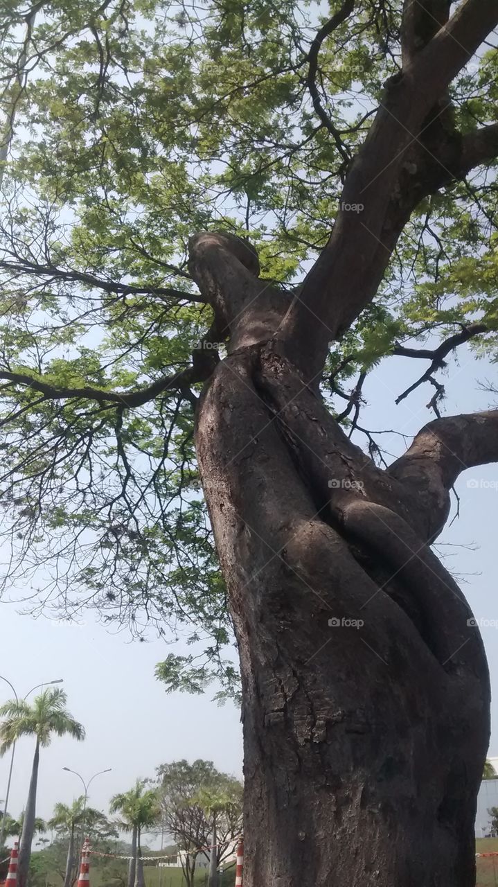 árvore natureza