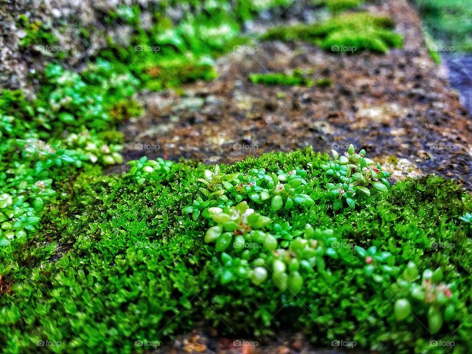 the moss and the nail plant