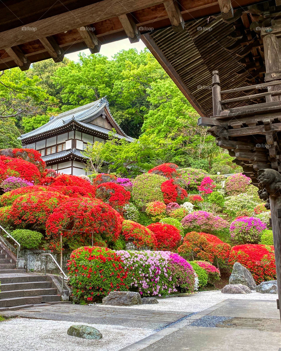 Bright red and pink azaleas beautifully shaped topiary hedges at Tougakuin Temple, Japan.
