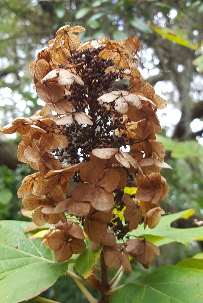 Nature, Leaf, Fall, Tree, Flora