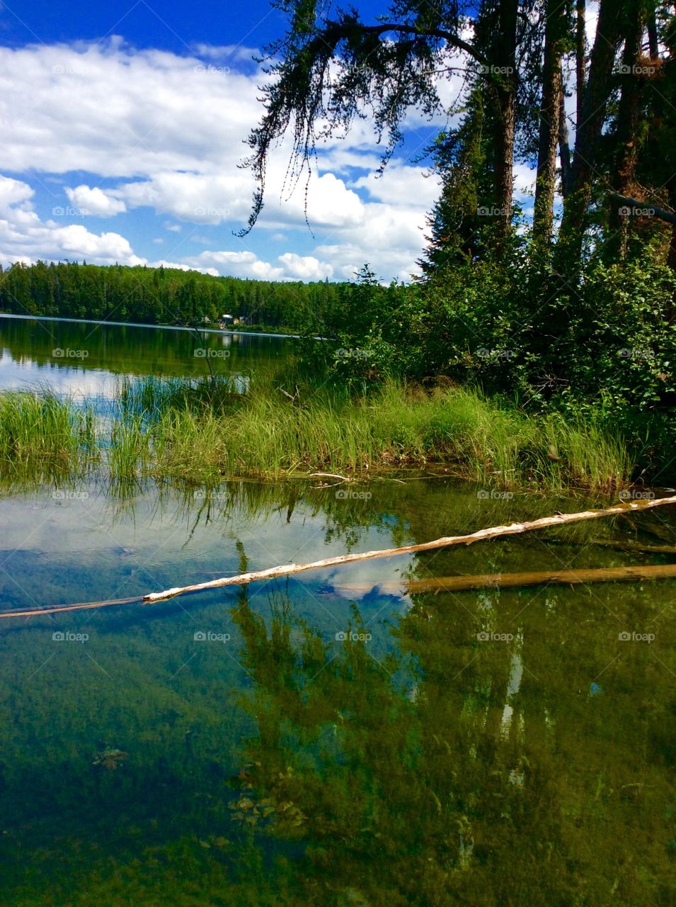 Logs in water in crystal clear lake
