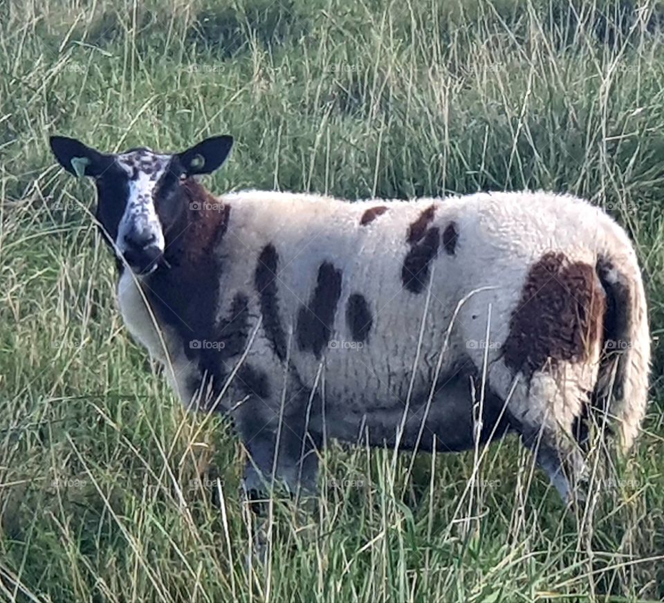 A brown and white spotted sheep in the meadows.