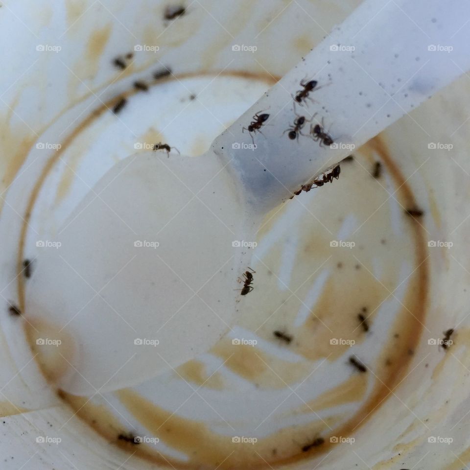 Ants like sweet things !