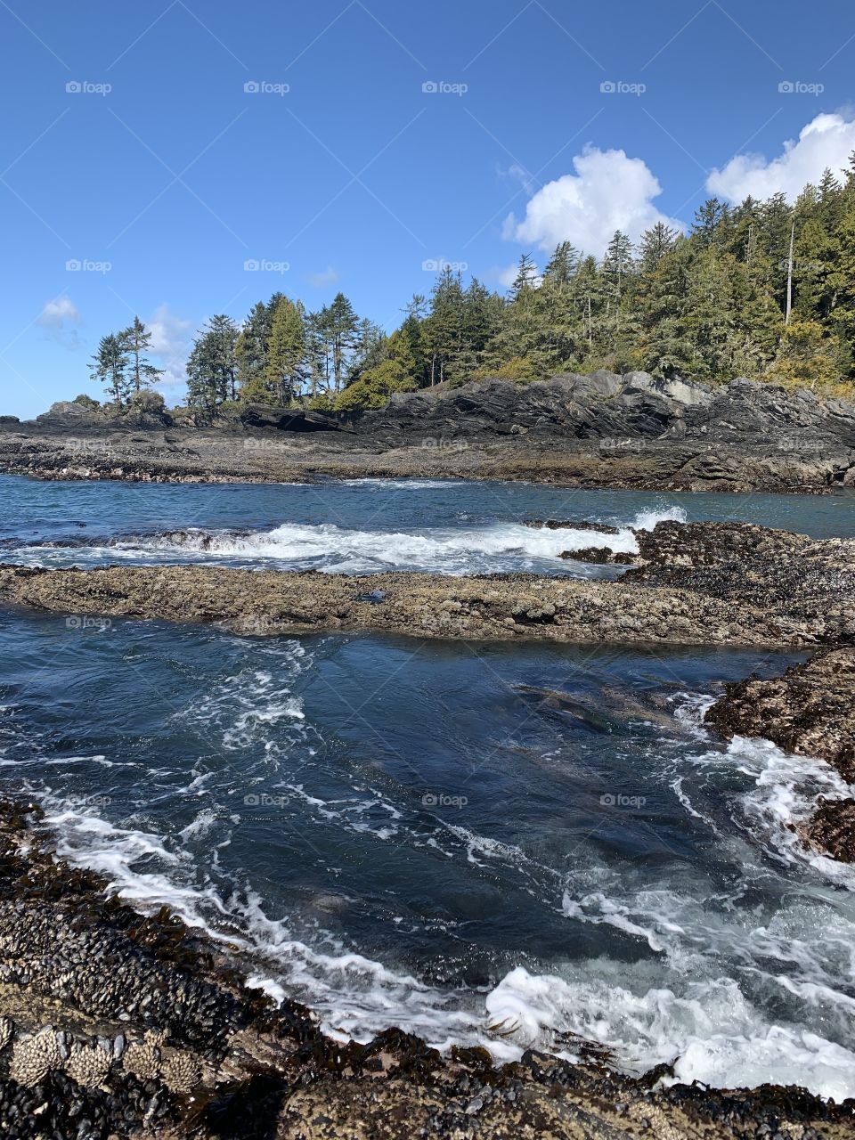 Ocean, rocks, waves, trees