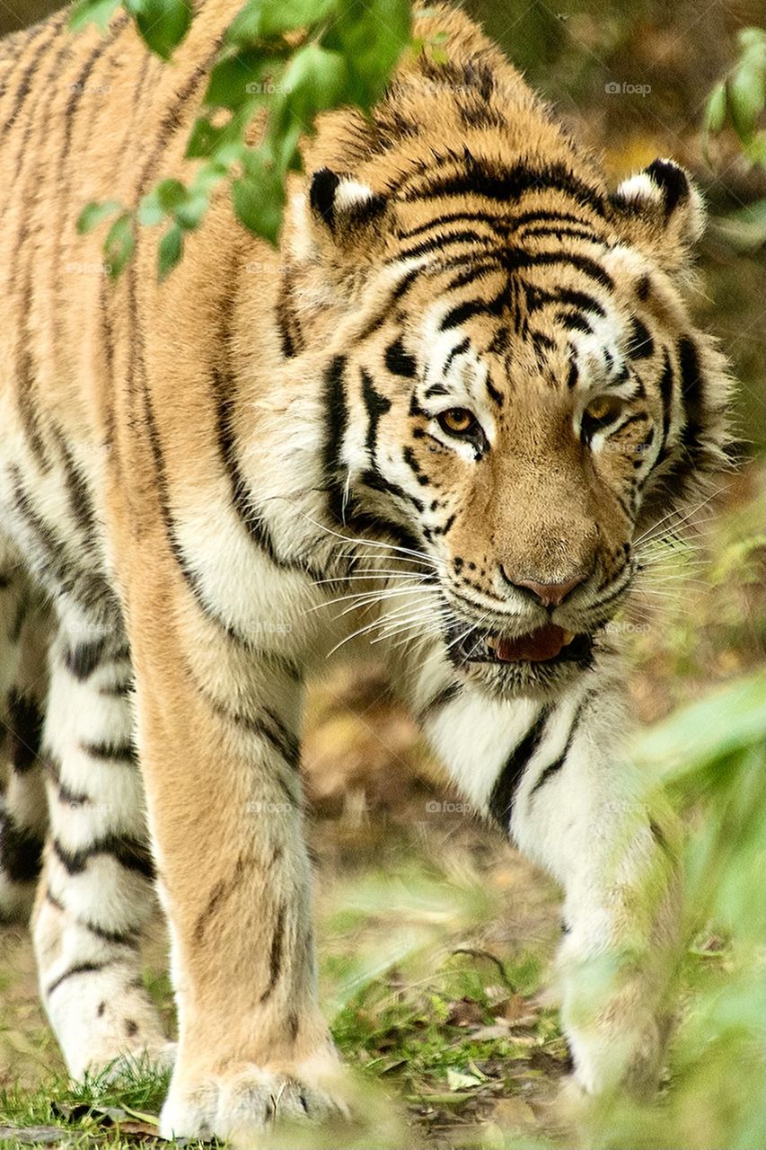 Bengal Tiger walking toward the water at the zoo