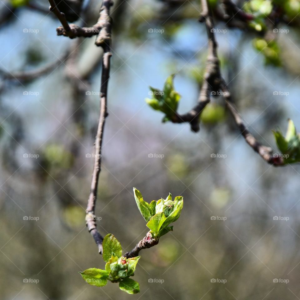 new branches