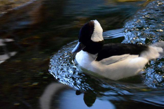 bufflehead