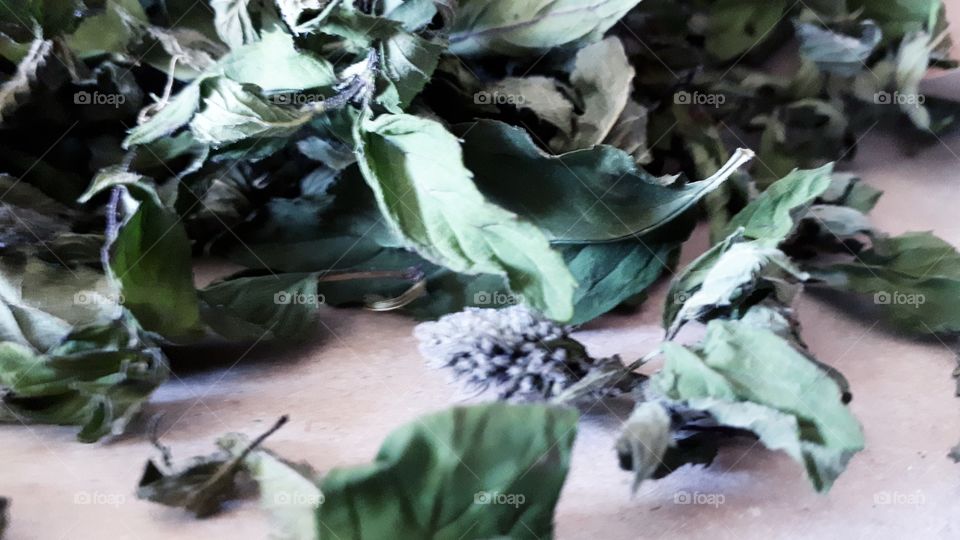 Folium menthae x piperitae. drying authentic peppermint leaves.