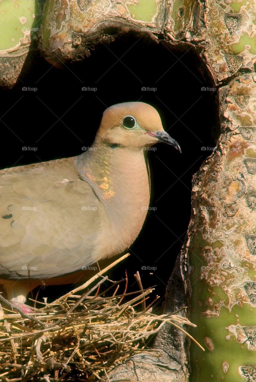 Mourning Dove Nesting in Saguaro Cactus