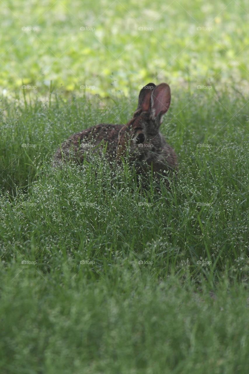 The bunny is hiding in the grass 