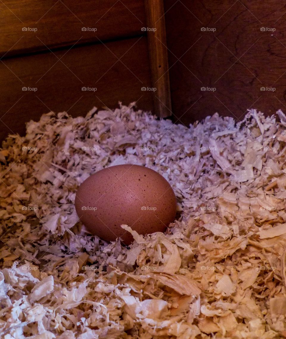 A close up of a chicken egg in a nest