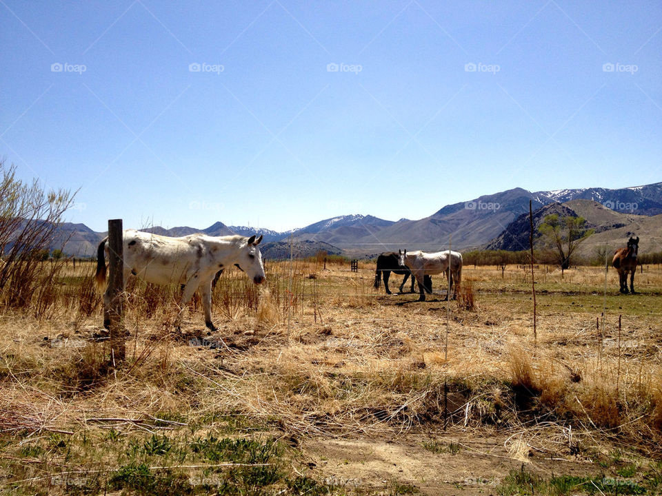 mountains horse california scenic by albert.escobedo