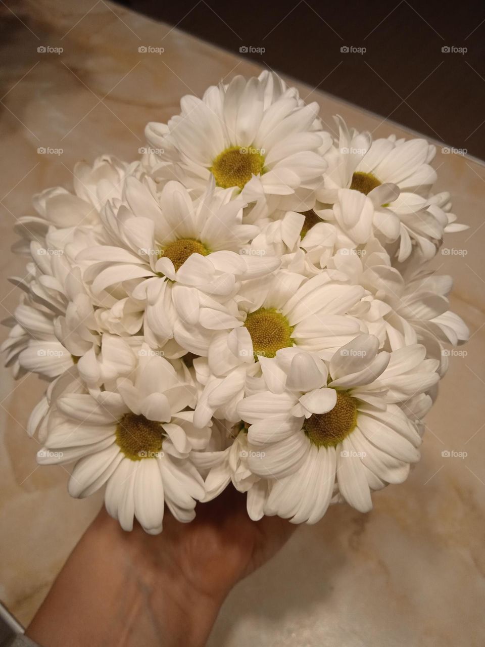 white chrysanthemum