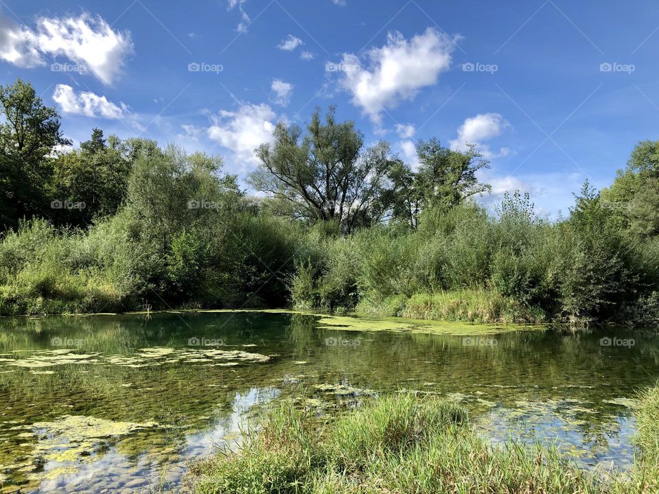 Meadow landscape in summer