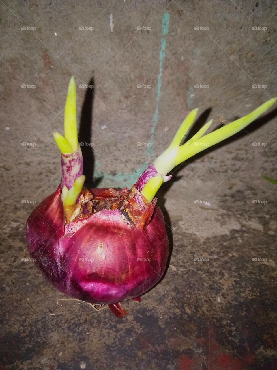 onion tree