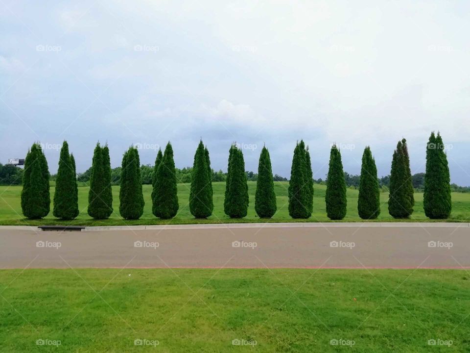 Landscape of Cypress trees