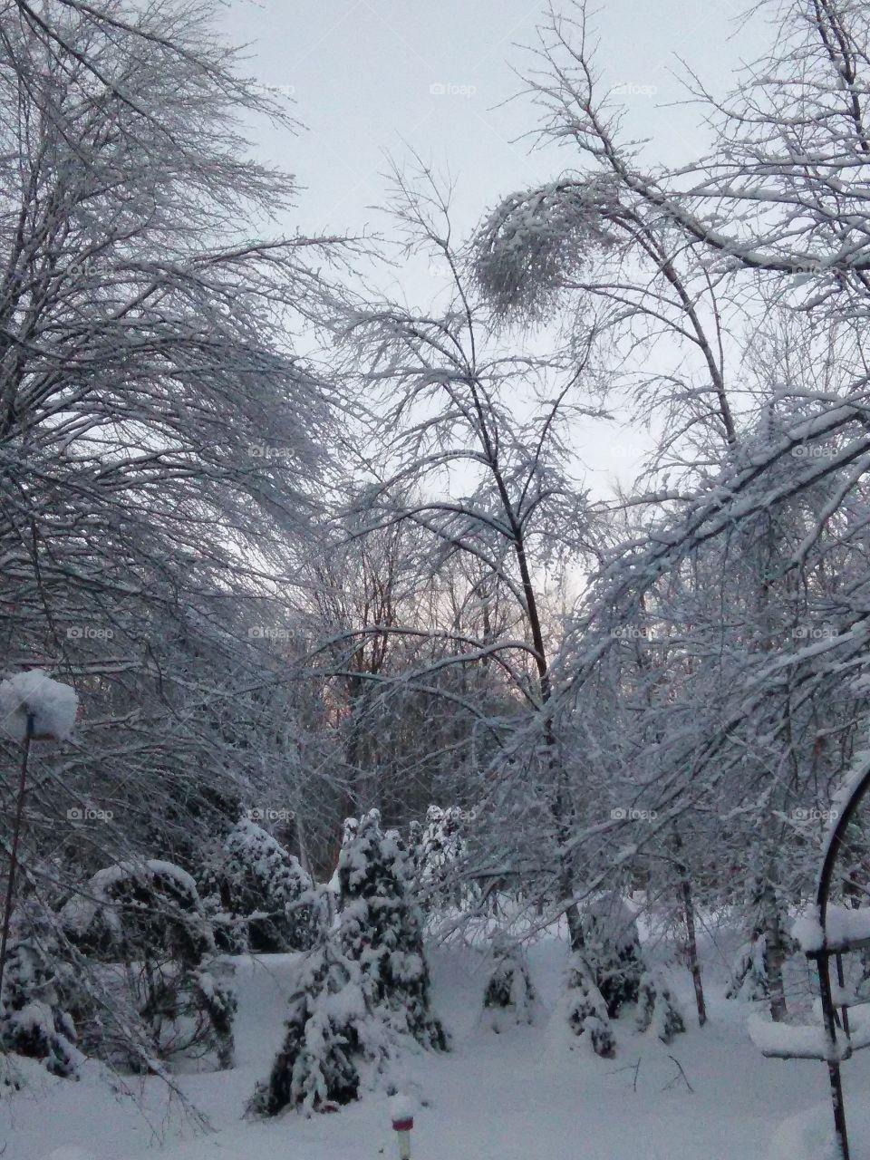 Winter scene, trees under snow