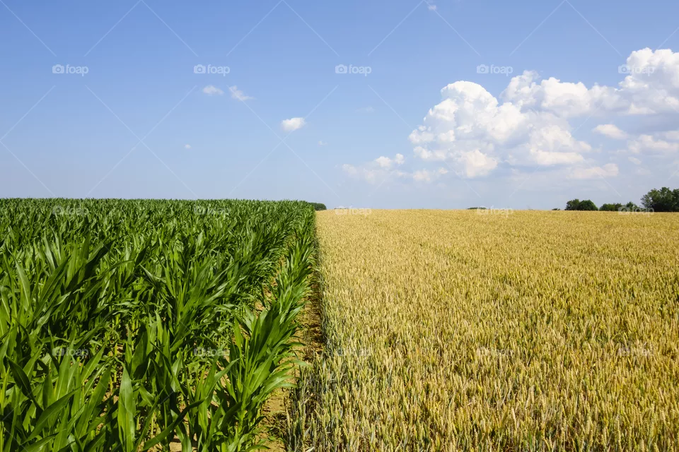 Cornfield