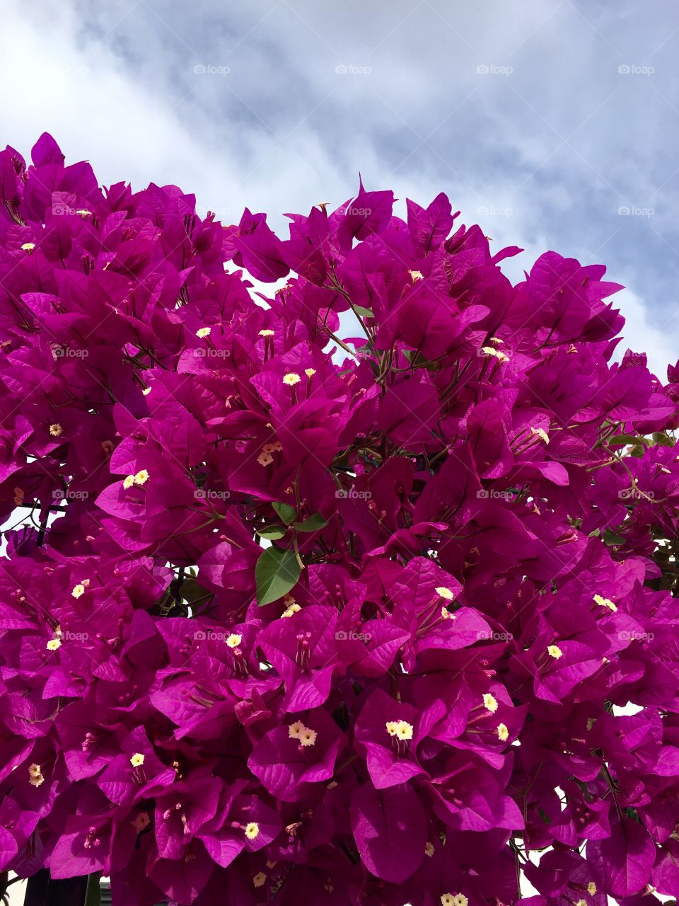 bougainvillea