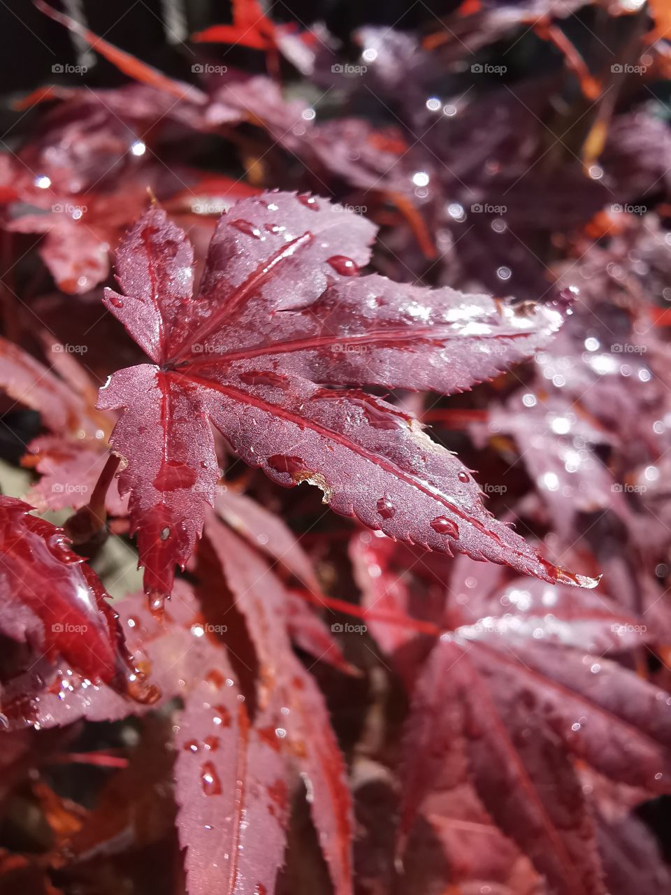 Japanese maple