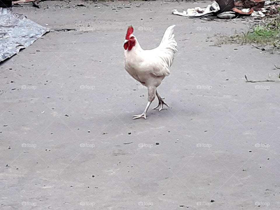 Cock bird