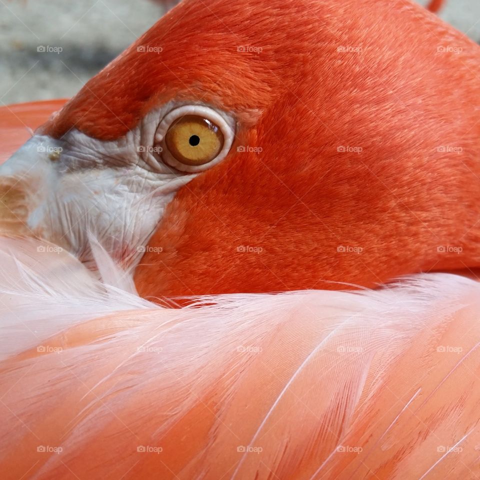 Flamingo