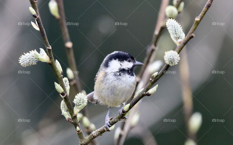 Coal tit 