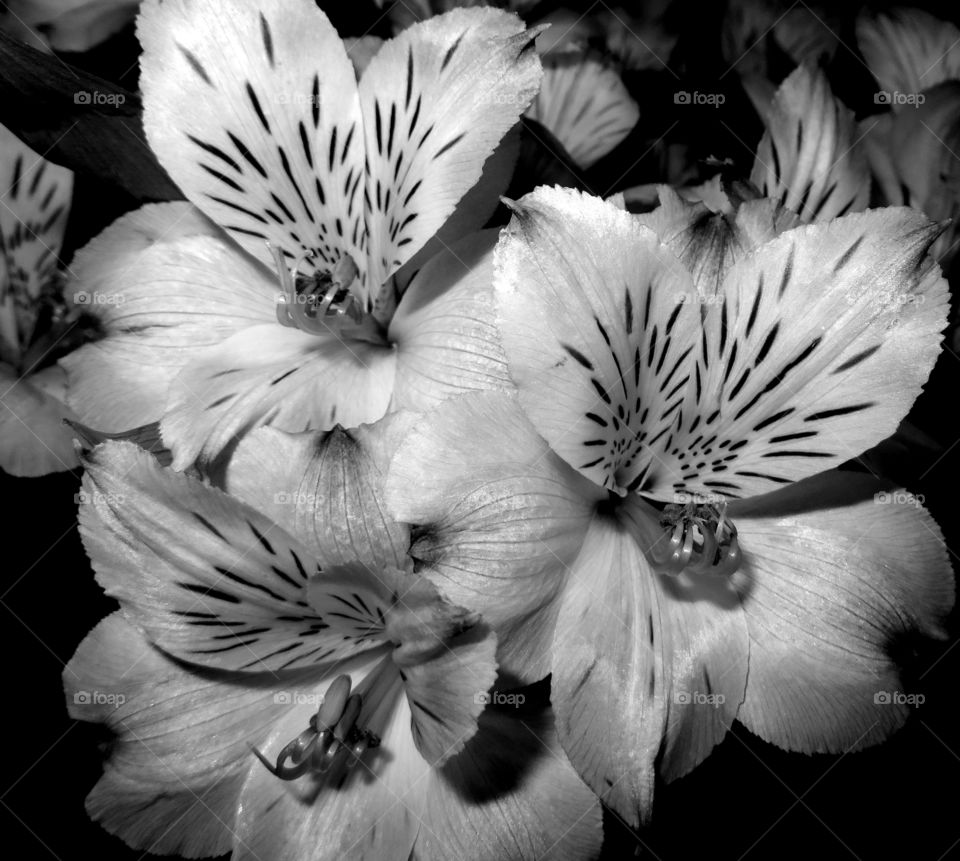 Alstroemerias in black and white