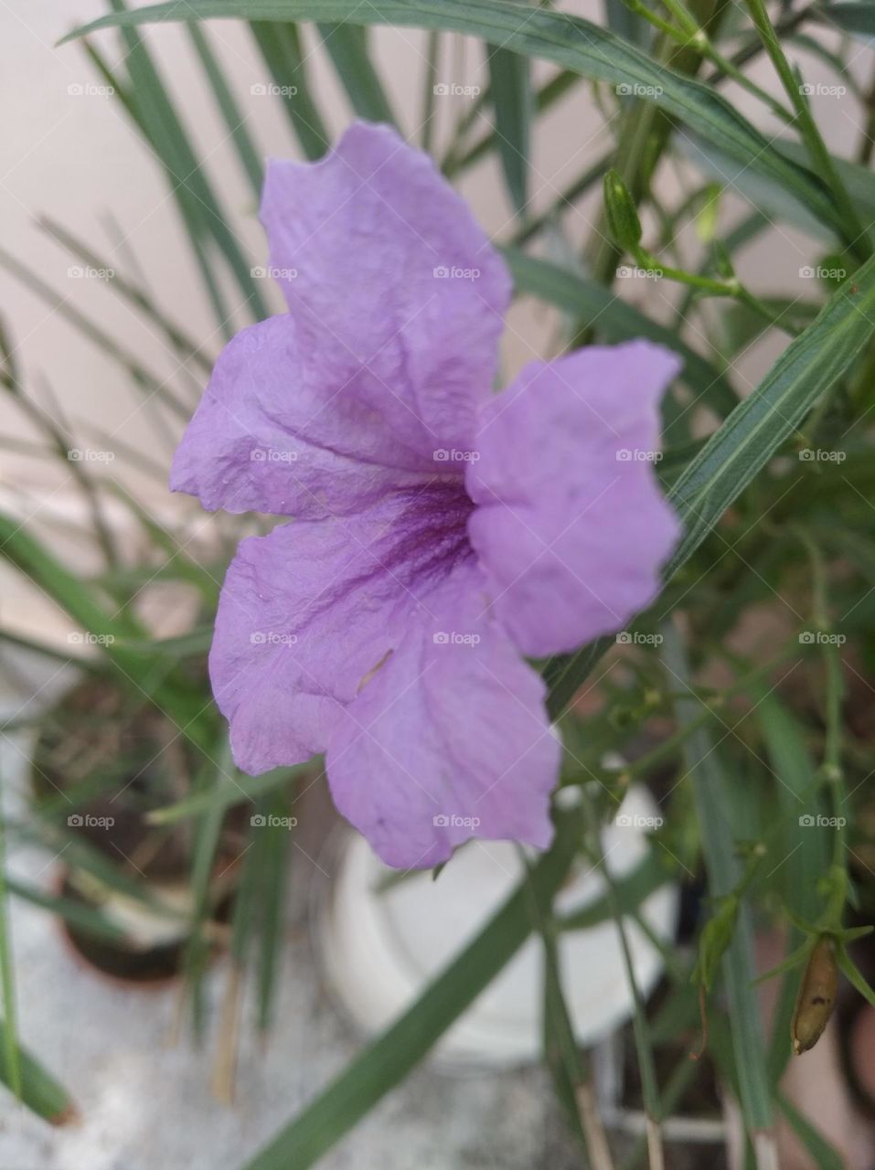 petunia purple flower seasonal fresh shurb small size looks very beautiful generally found everywhere
